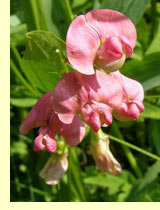   (Lathyrus silvester L.)